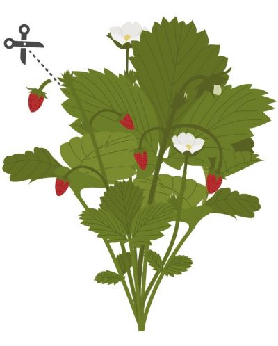 Пълнител Veritable - Lingot, Червени диви ягоди, без ГМО - 3