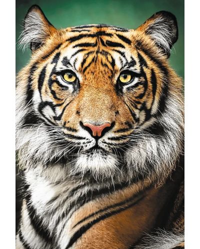 Пъзел Trefl от 1500 части - Портрет на тигър - 2