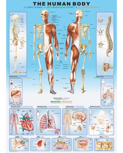 Пъзел Eurographics от 1000 части – Човешкото тяло - 2