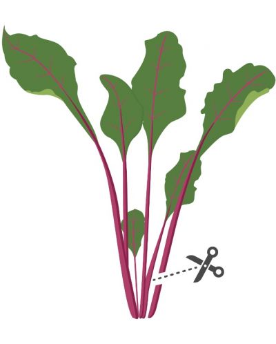 Пълнител Veritable - Lingot, Листа цвекло, без ГМО - 4