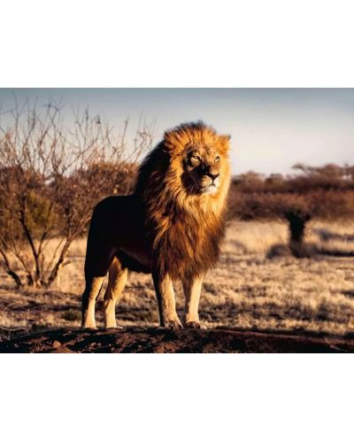 Пъзел Ravensburger от 1500 части - Лъвът - царят на животните - 2
