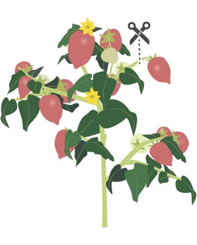 Пълнител Veritable - Lingot, Розови мини домати, без ГМО - 4