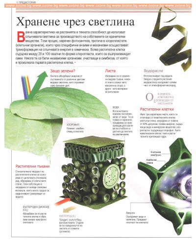 Илюстрована научна енциклопедия Британика: Растения, водорасли и гъби - 8