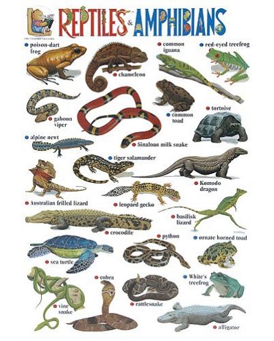 Reptiles & Amphibians (табло) - 1