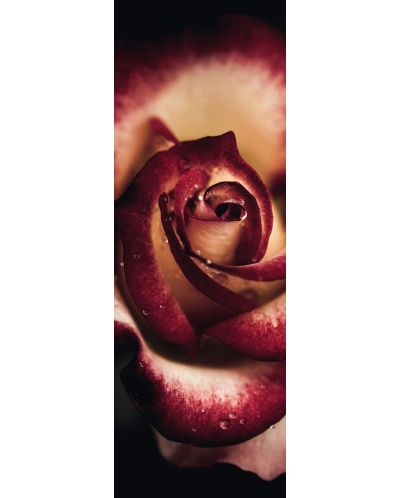 Панорамен пъзел Schmidt от 1000 части - Ценна роза, Алън Шапиро - 2