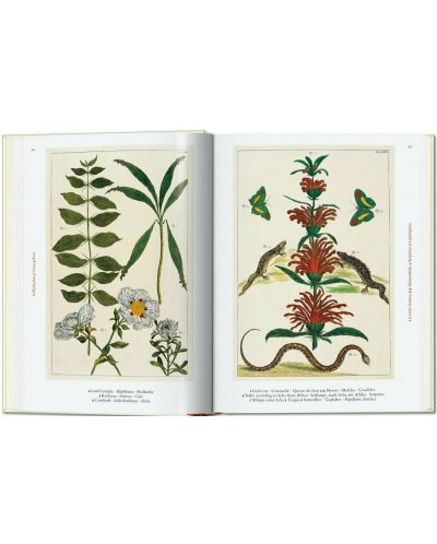 Seba. Cabinet of Natural Curiosities (40th Edition) - 2