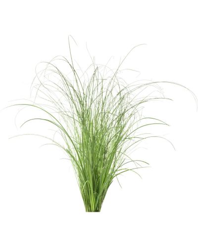 Семена Click and Grow - Декоративна трева, 3 пълнителя - 2