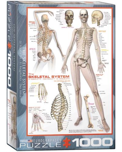 Пъзел Eurographics от 1000 части - Човешкото тяло, система на скелета - 1