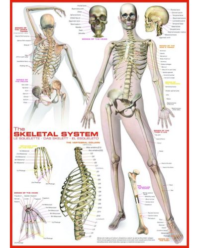 Пъзел Eurographics от 1000 части - Човешкото тяло, система на скелета - 2