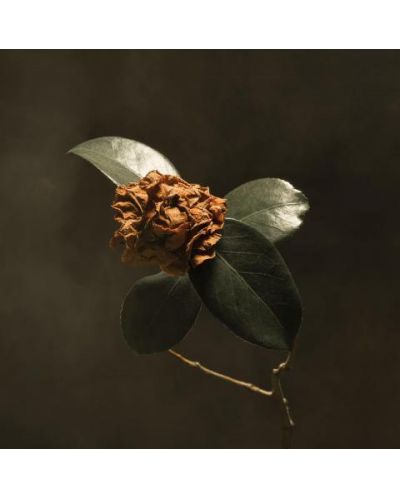 St. Paul & The Broken Bones  - Young Sick Camellia (Vinyl) - 1