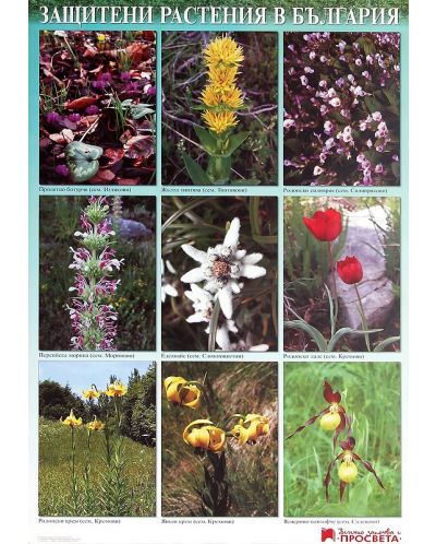 Защитени растения в България (учебно табло) - 1