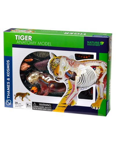 Детски комплект Kosmos -  Анатомия на тигър - 1