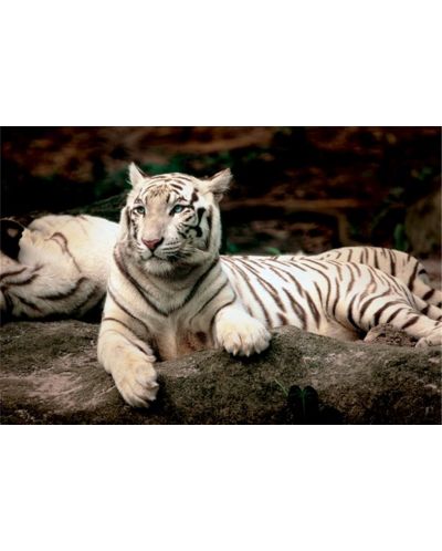 Пъзел Trefl от 1500 части - Бенгалски тигър - 2