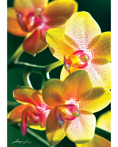 Пъзел Trefl от 1000 части - Серия Nature: Орхидея - 2
