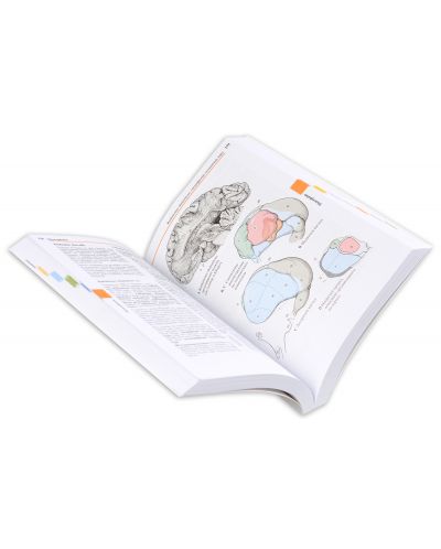Цветен атлас по анатомия в 3 тома - том 3: Нервна система и сетивни органи - 6