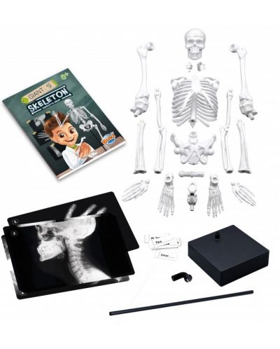 Творчески комплект Buki France - Направи си сам човешки скелет, 45 cm - 2