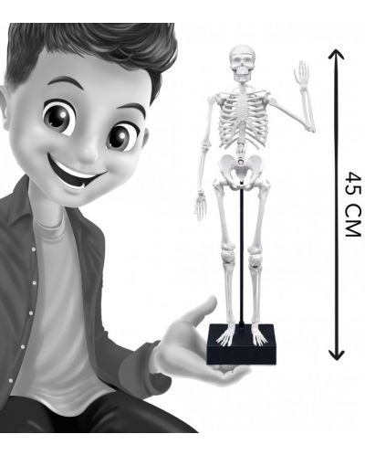 Творчески комплект Buki France - Направи си сам човешки скелет, 45 cm - 6