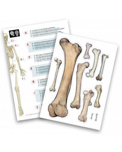 Творчески комплект Buki France - Направи си сам човешки скелет, 45 cm - 5