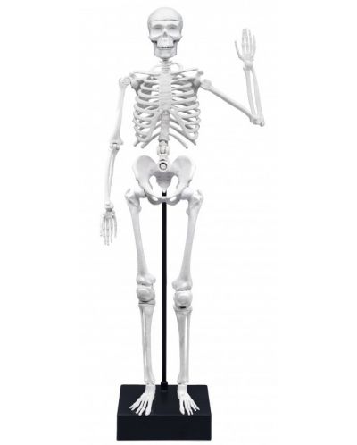 Творчески комплект Buki France - Направи си сам човешки скелет, 45 cm - 3