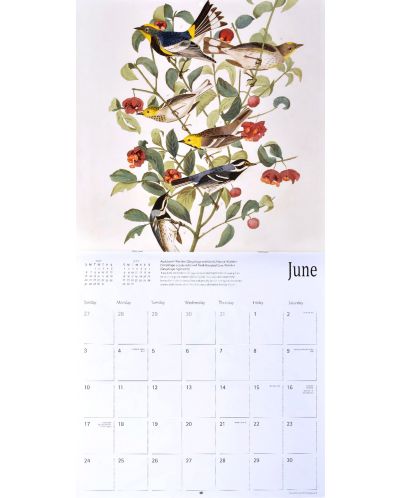 Wall Calendar 2018: Fitzwiliam Musuem - Audubon Birds - 4