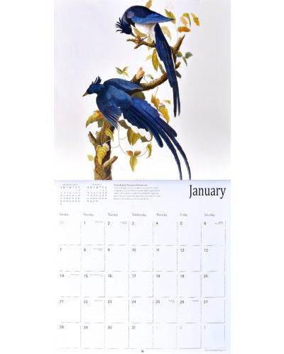 Wall Calendar 2018: Fitzwiliam Musuem - Audubon Birds - 3