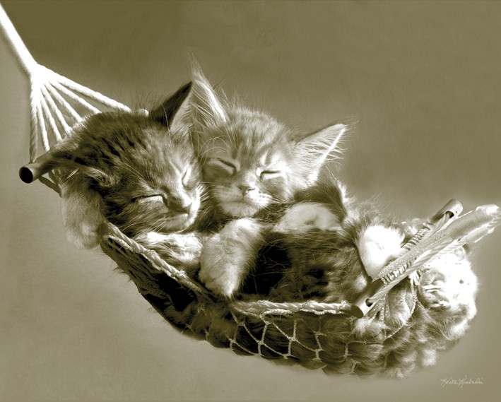 Мини плакат - Keith Kimberlin (Kittens in a Hammock)