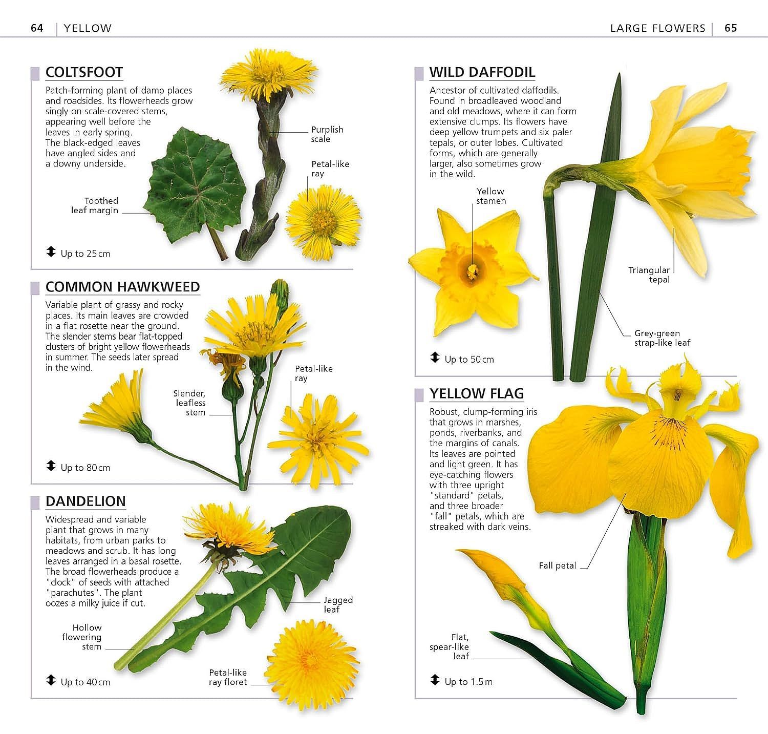 RSPB What's that Flower: The Simplest ID Guide Ever | Колектив | Цена ...