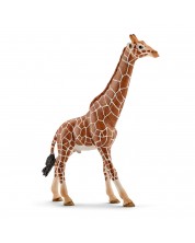Фигурка Schleich Wild Life Africa - Жираф мрежест, мъжки -1