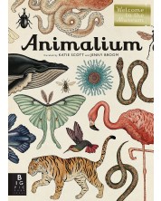 Animalium -1