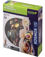 Детски комплект Thames & Kosmos - Анатомия на човешка бременност