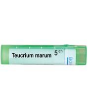 Teucrium marum 5CH, Boiron -1