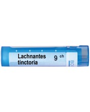 Lachnanthes tinctoria 9CH, Boiron