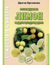 Отглеждане на лимон и други цитруси у дома -1