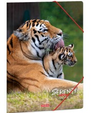 Папка с ластик Ars Una Serenity - А4, тигри -1