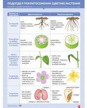 Табло по биология и здравно образование за 7. клас: Подотдел покритосеменни (цветни) растения. Учебна програма 2024/2025 (Клет) -1