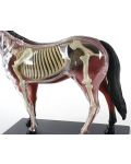 Сглобяем модел на кон Revell - Horse Anatomy Model (02099) - 3t
