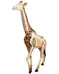 Сглобяем модел на жираф Revell - Giraffe Anatomy Model (02094) - 1t