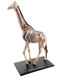 Сглобяем модел на жираф Revell - Giraffe Anatomy Model (02094) - 2t