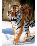 Пъзел Trefl от 1000 части - Сибирски тигър - 2t