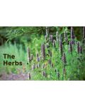 100 Herbs To Grow - 3t