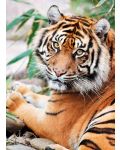 Пъзел Clementoni от 1000 части - Суматрански тигър - 2t