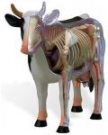 Сглобяем анатомичен модел на крава - 1t