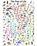 Пъзел Eurographics от 1000 части - Еволюция, Дървото на живота - 2t
