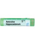 Aesculus hippocastanum 5CH, Boiron - 1t