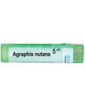 Agraphis nutans 5CH, Boiron - 1t