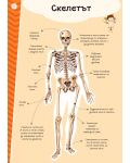 Атлас на човешкото тяло (включва стикери + плакат) - 2t