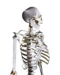 Build Your Own Human Skeleton - Life Size! - 2t