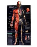 Човешкото тяло - Триизмерна енциклопедия - 4t
