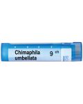 Chimaphila umbellata 9CH, Boiron - 1t
