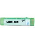Coccus cacti 5CH, Boiron - 1t